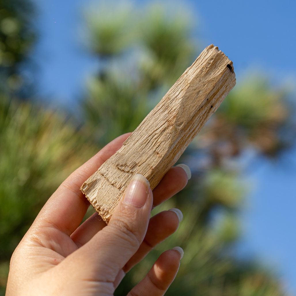 PALO SANTO